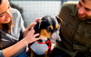 homme et femme caressant un chien