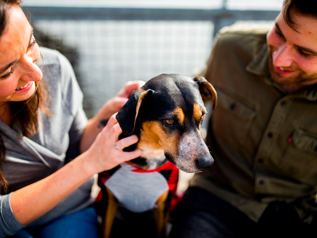 homme et femme caressant un chien