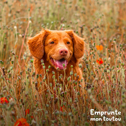 chien se promenant dans les hautes herbes