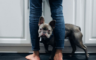 chien bouledogue français collé aux jambes de son maître