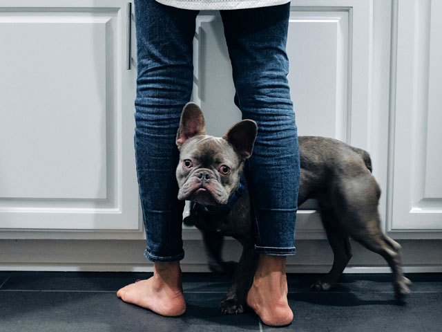 chien bouledogue français collé aux jambes de son maître