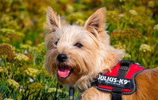 chien de race Cairn Terrier