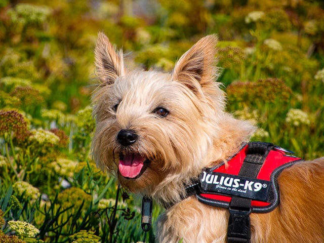 chien de race Cairn Terrier