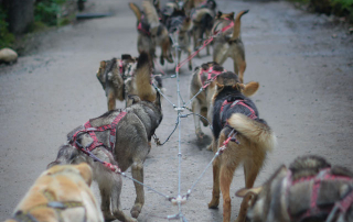 meute de chiens de traineau pratiquant le cani-kart