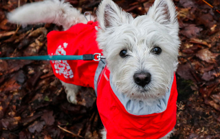 chien westie portant un manteau rouge