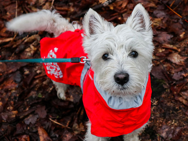 chien westie portant un manteau rouge