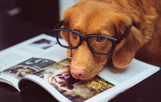 chien souffrant de troubles de la vue et portant des lunettes