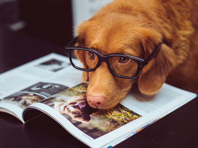 chien souffrant de troubles de la vue et portant des lunettes