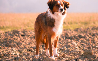 chien collie écossais blanc et marron