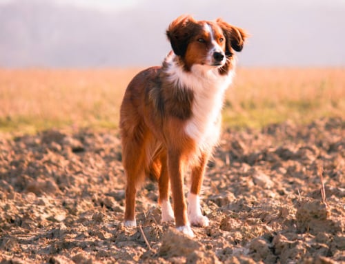 Bobbie, le chien qui a parcouru l’Amérique !