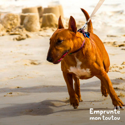 chien de race Bull Terrier, prédisposé aux coups de soleil