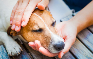 chien qui pleure et se fait consoler