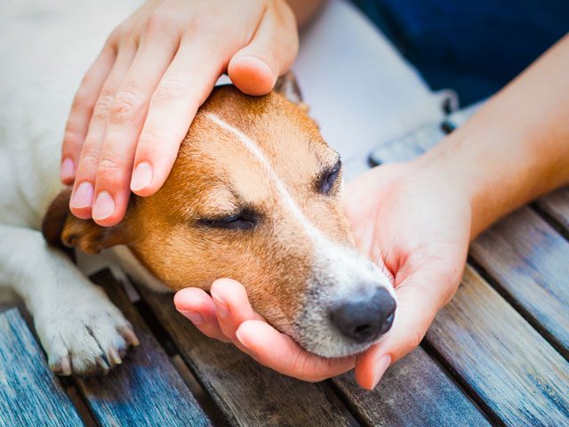 chien qui pleure et se fait consoler