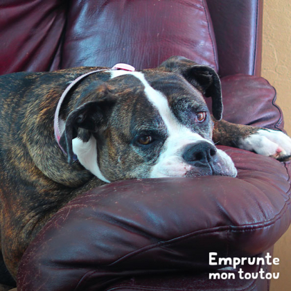 chien qui s'ennuie sur un fauteuil