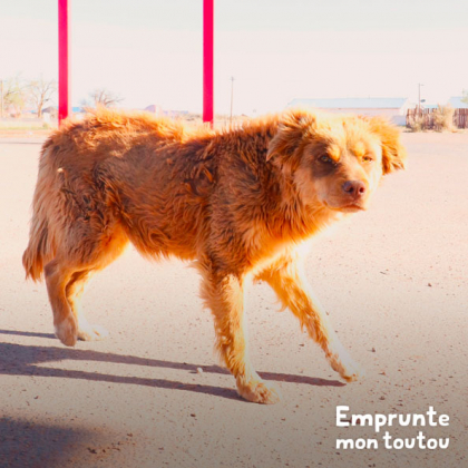 chien au pelage clair, plus sensible aux coups de soleil