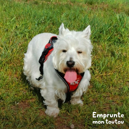 chien westie tirant la langue