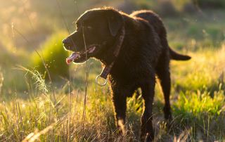 chien se promenant au soleil