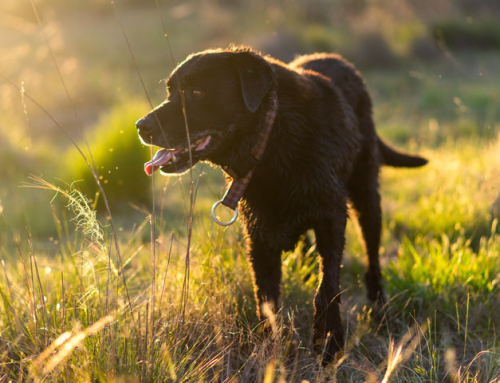 Les chiens peuvent-ils attraper un coup de soleil ?