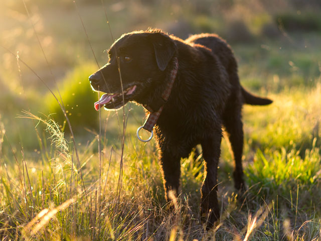 chien se promenant au soleil