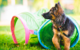 Chiot berger allemand passant dans un tunnel à l'école du chiot