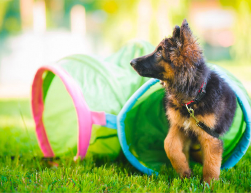 Guide : l’école du chiot est-elle indispensable?