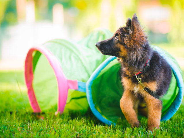 Chiot berger allemand passant dans un tunnel à l'école du chiot