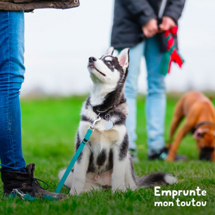 chiot husky ecoutant son maître pendant l'école des chiots