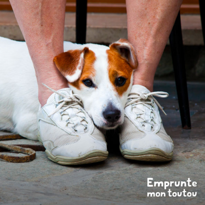 chien type Jack Russell qui a peur et se cache dans les pieds de son maître