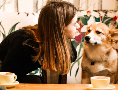 Un salon de thé qui a du chien !