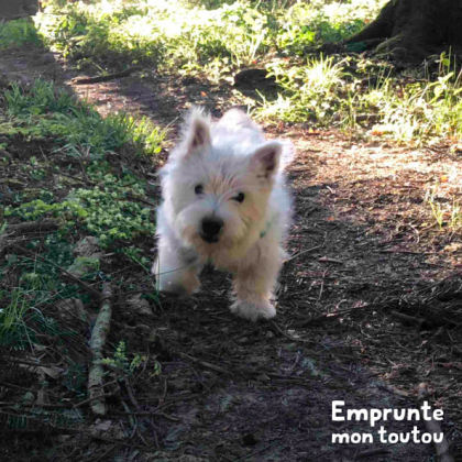 chien westie en balade