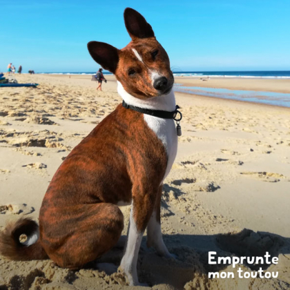 Chien de race Basenji bringé