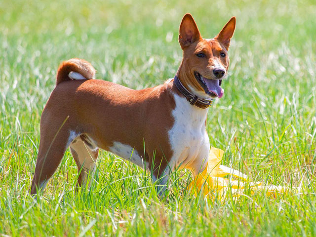 Tout savoir sur le Basenji • Emprunte Mon toutou