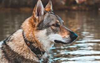 chien ressemblant à un loup