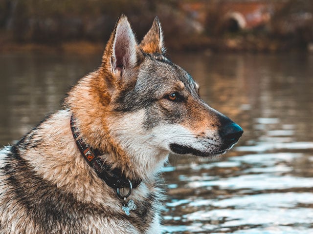 chien ressemblant à un loup