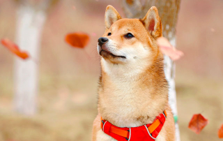 Chien de race Shiba ressemblant à un renard