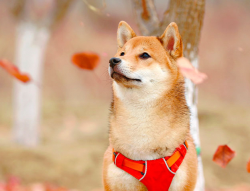 7 chiens qui ressemblent à des renards