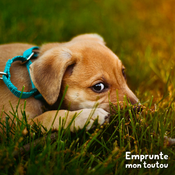 La giardiose chez le chien • Emprunte Mon toutou