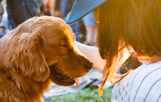 jeune femme caressant un chien souffrant de la chaleur