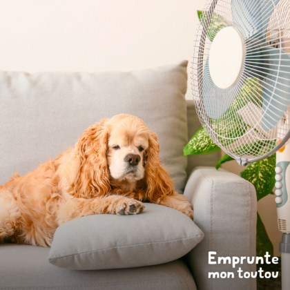 chien cocker americain installé devant un ventilateur