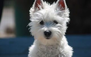 chien blanc de race Westie