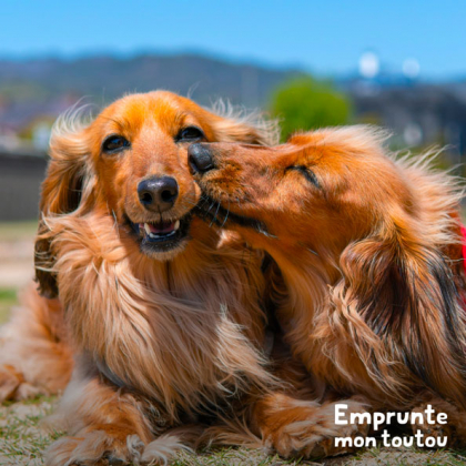 chiens jouant ensemble et pouvant se transmettre la giardiose