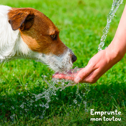 chien buvant de l'eau dans la main de son maître