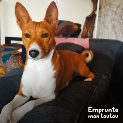 Basenji rouge et blanc