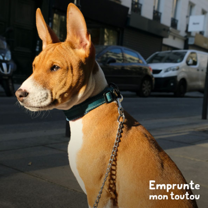 chien de race basenji feu et blanc