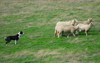 chien de berger conduisant un troupeau