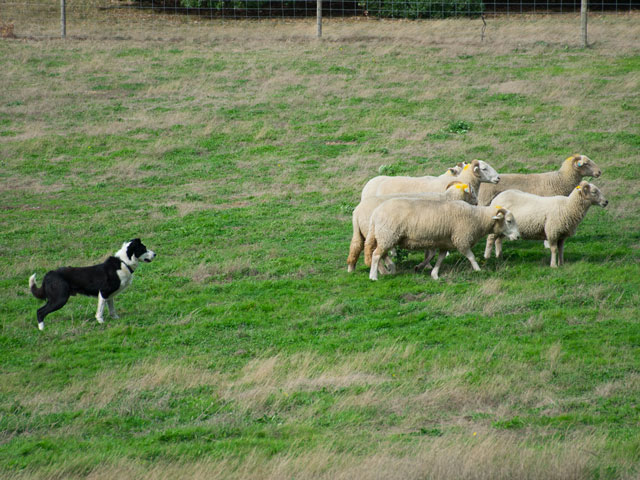 chien de berger conduisant un troupeau