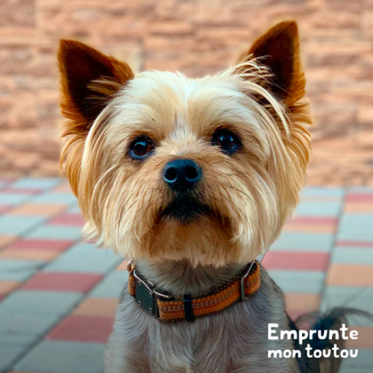 portrait d'un chien de race Yorkshire Terrier