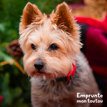 chien yorkshire portant un collier rouge