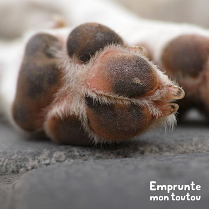 gros plan sur les pattes d'un chien qui boite