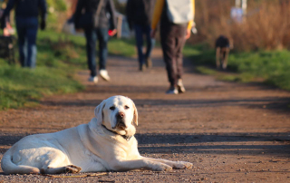 chien de race labrador couleur sable couché pendant que les élèves rentrent à l'école